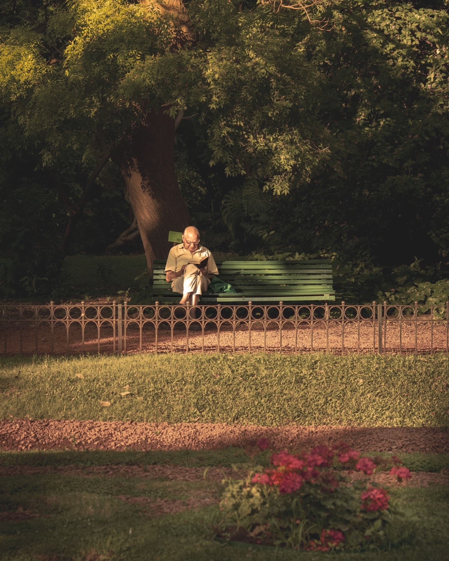 Older man reading a book on a park bench beneath a large shade tree in a quiet garden